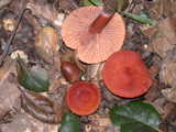 oak candy cap